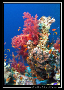Picture taken in Dahab with a Canon G9. by Raoul Caprez 